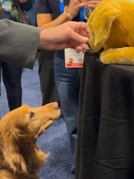 A real golden retriever inspected “Jennie” the robotic golden retriever puppy developed by Tombot and Jim Henson’s Creature Shop.