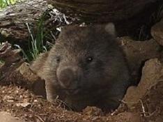 What sort of bastard kills 150 wombats?