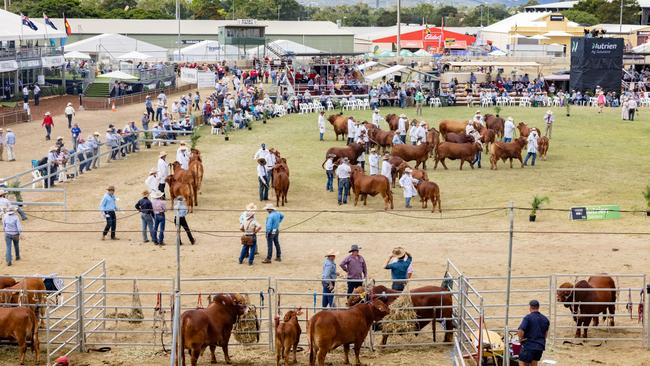 Stud Cattle Championships at Beef Australia