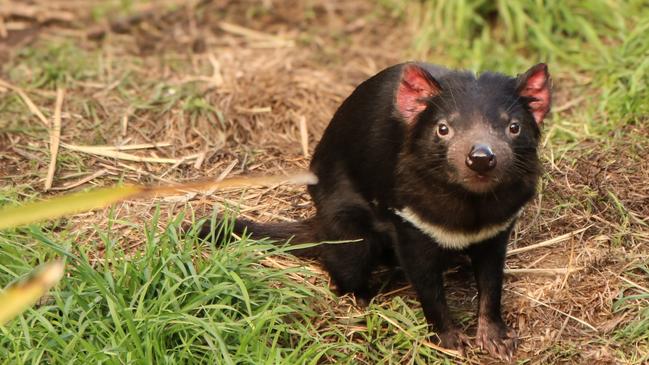 Tasmanian devil Mozza, one of the eight devils bound for the US as part of the Tasmanian devil Ambassador Program. Picture: Stephanie Dalton