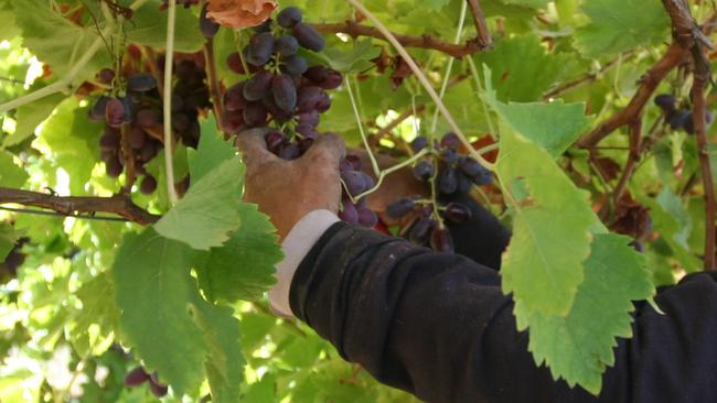 A worker picks and packs crimson seedless table grapes in John Argiro's vineyard at Merbein, near Mildura.