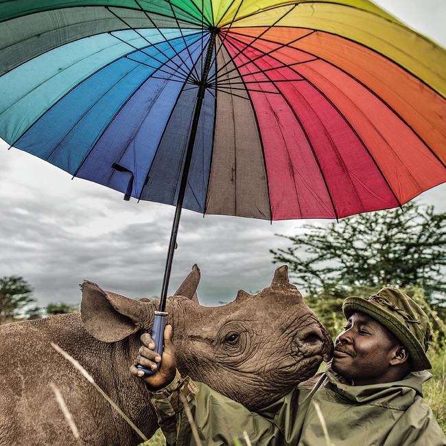 Inspiring rangers are hand-raising three baby rhinos at Lewa Wildlife Conservancy in Kenya Picture:: @AMIVITALE/National Geographic