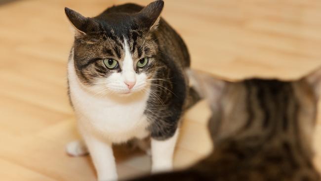 Burnside Council wants every cat owners to pay for registration.