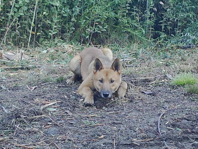 A sensor camera photo of a dingo in East Gippsland, Victoria, taken as part of the Eyes on Recovery project.  Eyes on Recovery is a large-scale sensor camera project. and a collaboration between WWF, Conservation International, and local land managers and research organisations. Google-powered AI technology has been trained to identify Australian animals in photos to track the recovery of threatened species following the 2019-20 bushfires.