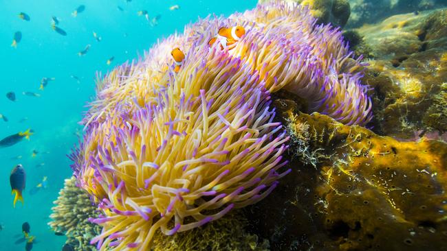 Federal Election 2016: Turnbull government’s plan to save Great Barrier ...