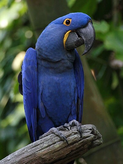 A Hyacinth Macaw can fetch up to $75,000 in Australia. Photo: Hank Gillette, Wikimedia Commons