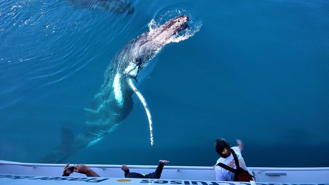 Hervey Bay whale watching. Picture: Whalesong Cruises