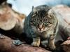 Plan to keep Melbourne cats inside ‘at all times’