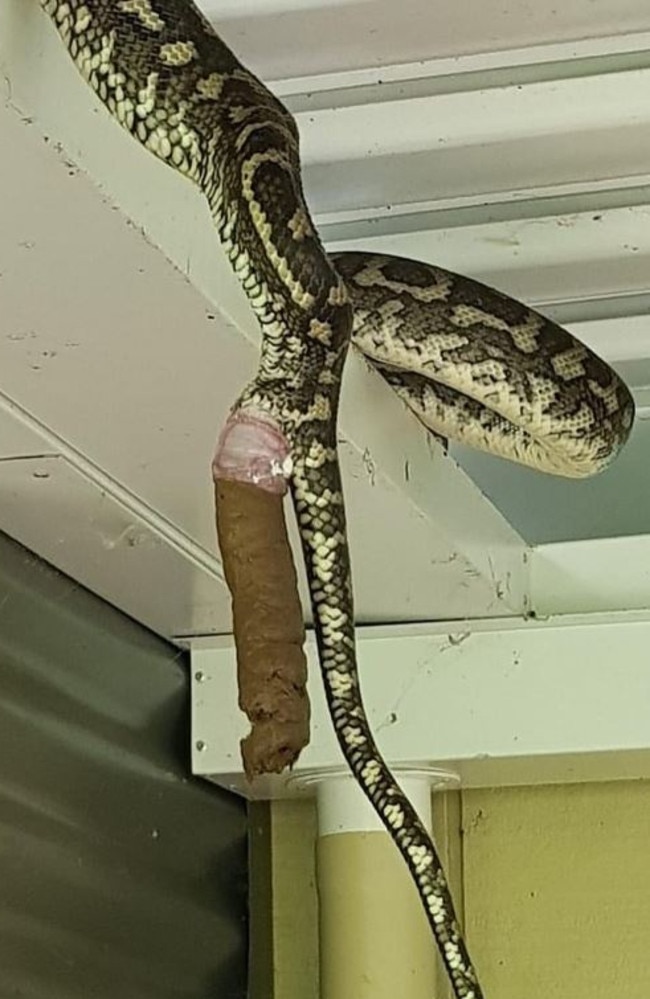 People are losing their minds over this photo of a snake defecating. Picture: Facebook / Sunshine Coast Snake Catchers