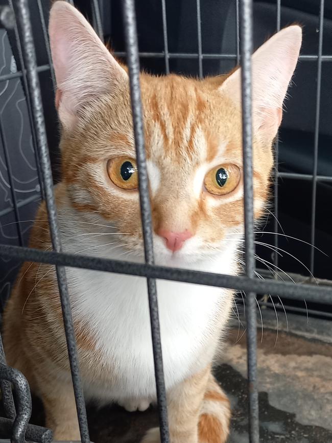 The ginger and white cat dumped outside a Salvos at Salisbury Downs, zip tied in its cage and with food tied to the outside. Pictures: Supplied/RSPCA