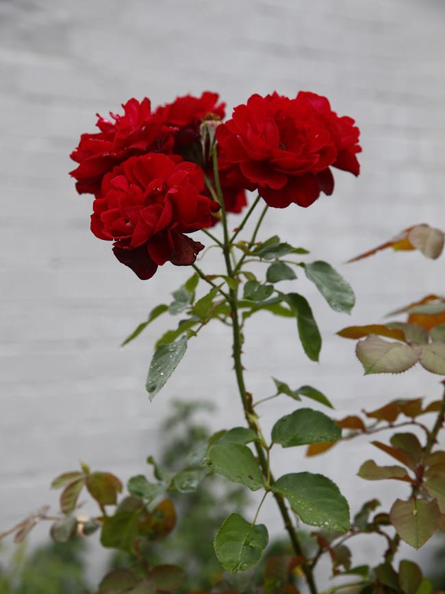 Roses in the garden of Peter Wagner and Stephen McAuley. Picture: John Appleyard