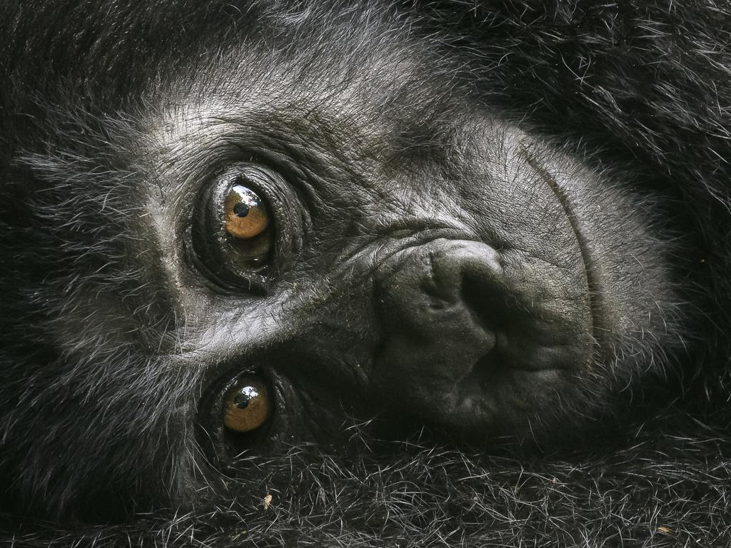 Lumix People’s Choice Award: Resting Mountain Gorilla by David Lloyd/Wildlife Photographer of the Year 2018/Natural History Museum. The baby gorilla clung to its mother whilst keeping a curious eye on David. He had been trekking in South Bwindi, Uganda, when he came across the whole family. Following them, they then stopped in a small clearing to relax and groom each other.