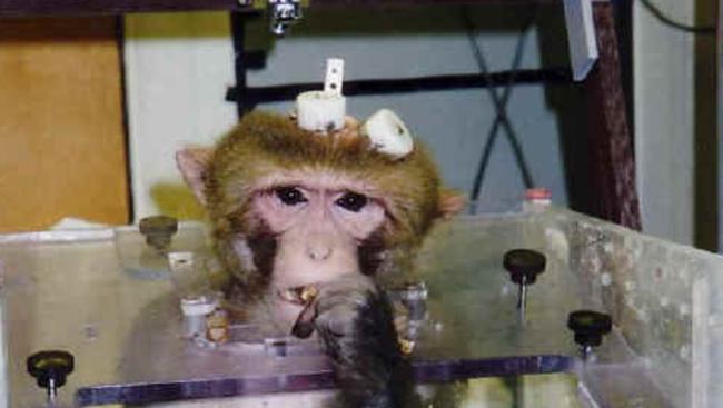 monkey torture experiment