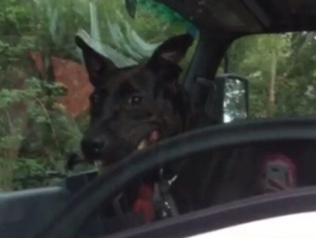 Coco was a happy camper leaving the shelter where she’s spent over half her life.