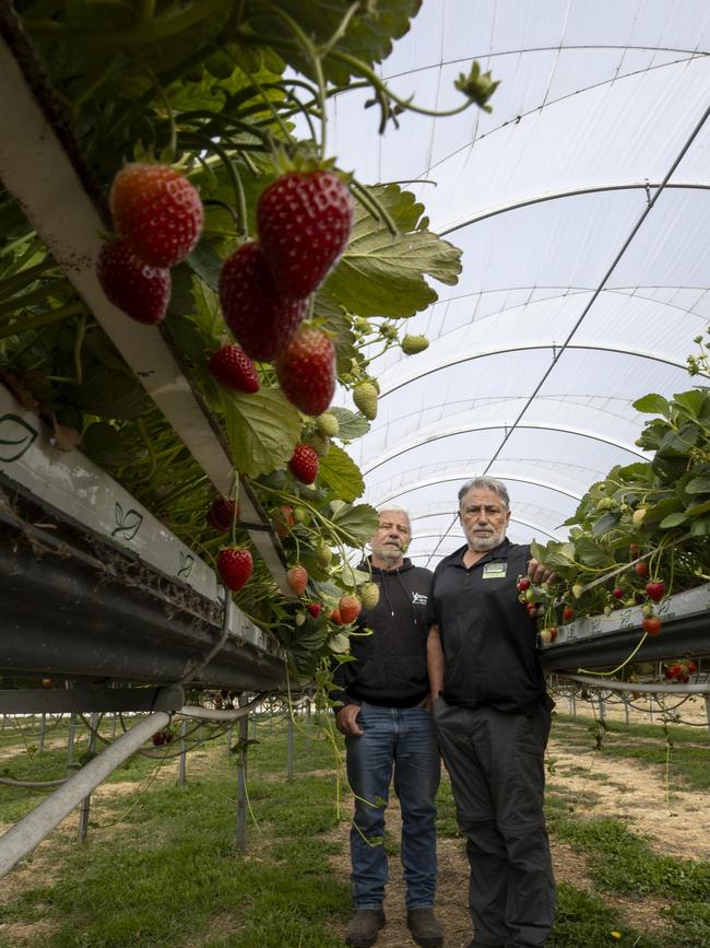 Sam and Dominic Virgara at their Adelaide Hills Berry Farm in Uraidla. Picture: Brett Hartwig