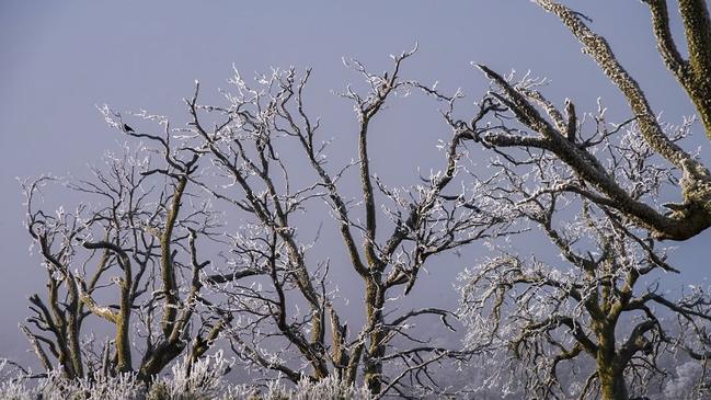 Stunning images of a wintry Central Highlands. Image: Gill Dayton/ Tassie Apple Spice photography.