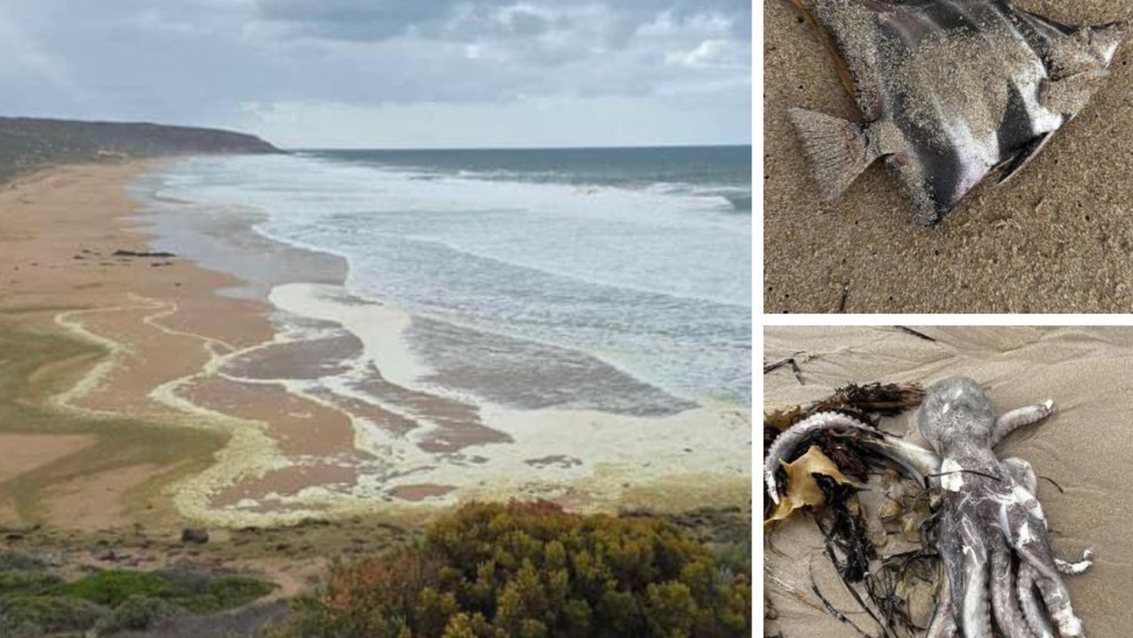 ‘Weird’: Beaches closed as surfers fall ill