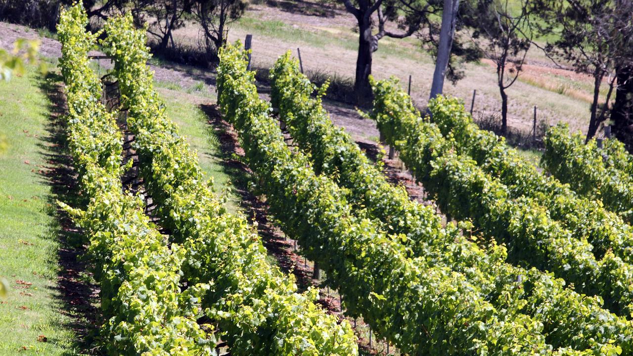 Plans lodged with Geelong council for Curlewis winery cellar door