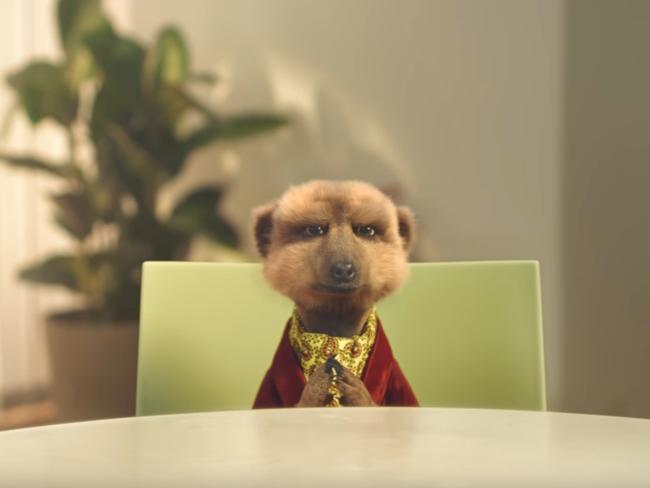 Sergei the meerkat will face a probe. Picture: Supplied