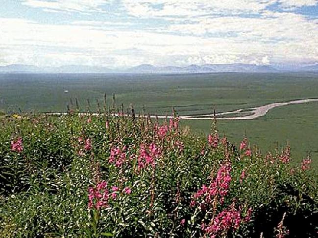 The coastal plain within the Arctic National Wildlife Refuge in Alaska. Picture: AFP.