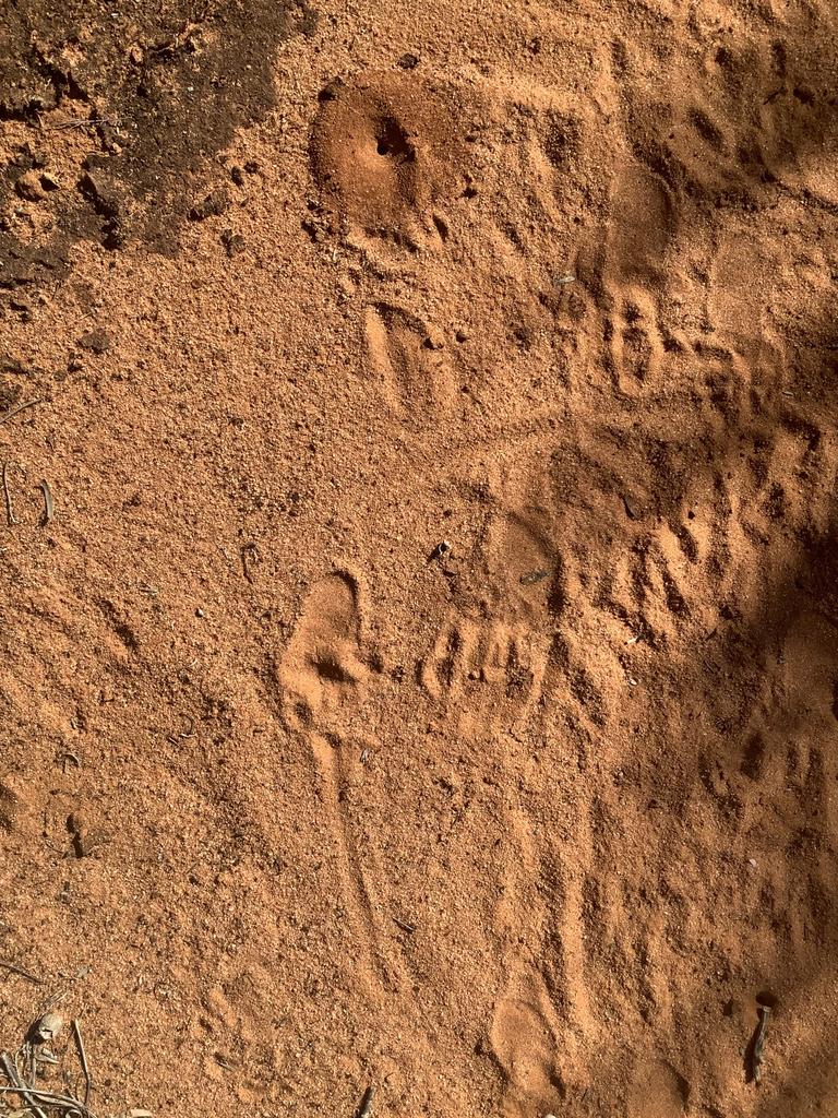 A juvenile and adult northern hairy-nosed wombat footprint at Richard Underwood Nature Refuge. Picture: Leanne Brosnan/The Wombat Foundation