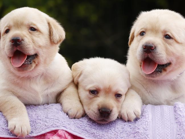 HOLD SEE COURIER MAIL PIC DESK!4 week old Labrador Retriever puppies at Sandwood Labs on the Sunshine Coast. Labradors have topped the list as Brisbane City Council's most popular dog breed for 2021. Picture Lachie Millard