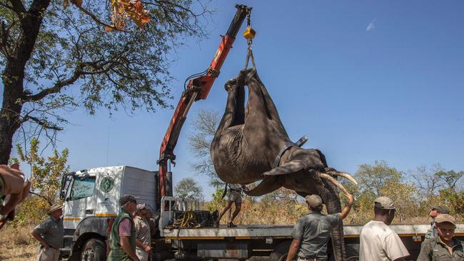 African Parks officials load elephants into a truck, to be translocated from Majete Game Reserve, southern Malawi to Nkhotakota in the central region, to increase the animal population in the reserve which officials say will boost tourist attraction in the country’s Central region. Picture: AFP