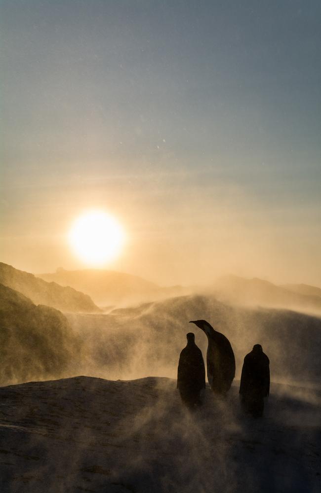 The silver award-winner for Birds in the Environment was Clément Cornec, of France, who delivered an atmospheric shot of emperor penguins in Antarctica. Picture: Clément Cornec / Bird Photographer of the Year