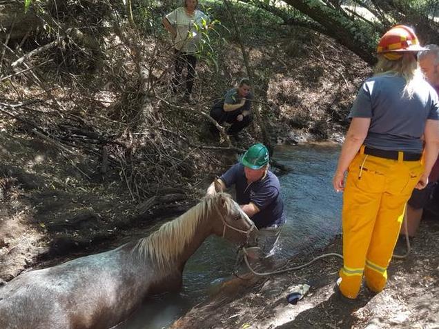 Macclesfield Fire Brigade volunteers help rescue a horse.