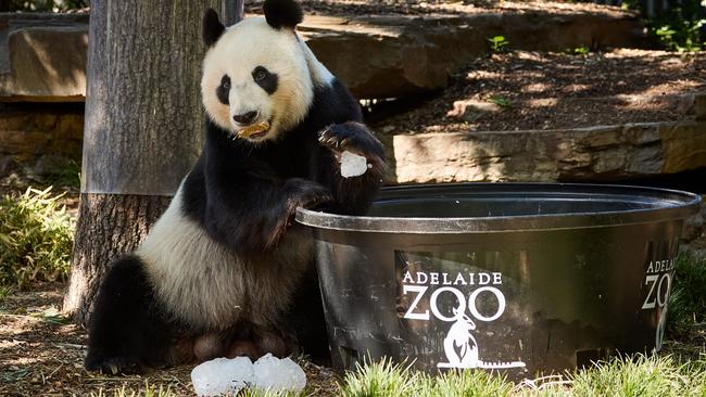 Wang Wang cools down with an ice bath at Adelaide Zoo. Picture: Matt Loxton