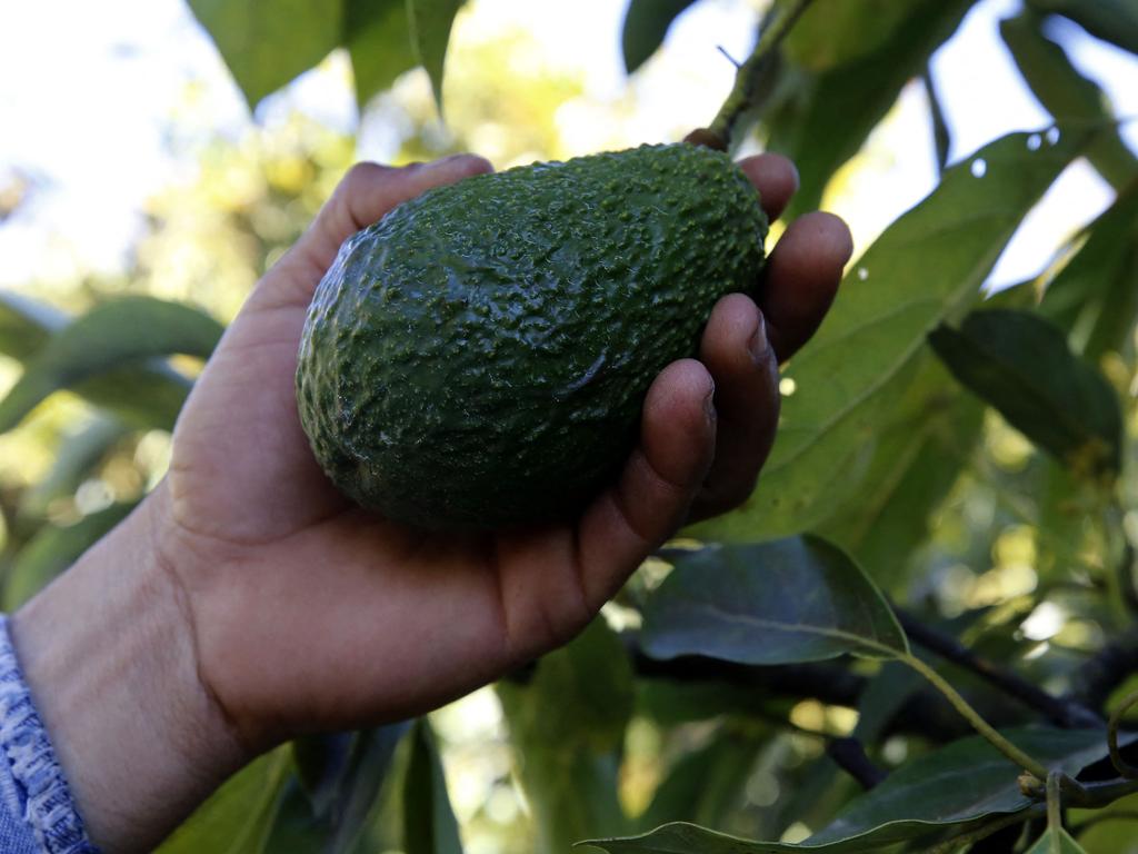 The Sydney news.com.au team agreed they would pay between $18 and $22 for avocado on toast. Picture: AFP