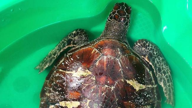 Rainbow the green sea turtle was attacked by a shark, but thanks to Australian Seabird Rescue and Byron Bay Wildlife Hospital, she is recovering well.