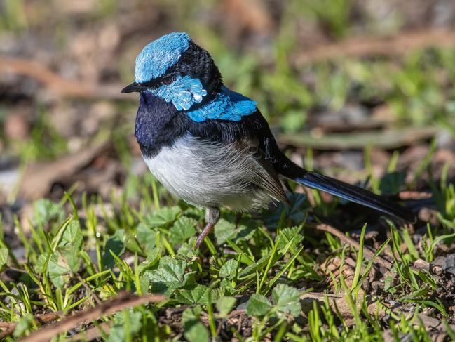 Fairywren, Superb 33d (m) Malurus cyaneusSupplied for story on the decline in woodland birds of the Mount Lofty Ranges, down 45 per cent since 2001, University of Adelaide research shows. Overall decrease in small-bodied woodland specialists. , Picture:  Peter Day