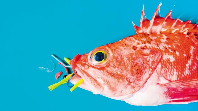 A blackbelly rosefish eats microplastics.