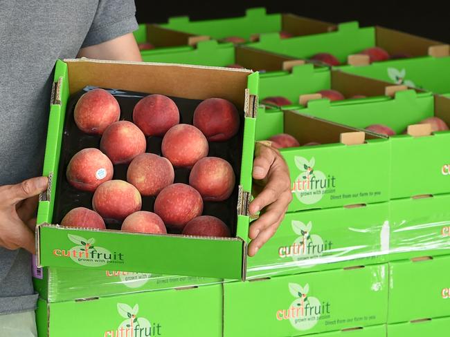 HORTICULTURE: Cutri Fruit Swan HillPictured: Gaethan Cutri with peaches.PICTURE: ZOE PHILLIPS