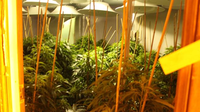 Cannabis plants at different sizes of growth were allegedly found. Picture: NSW Police