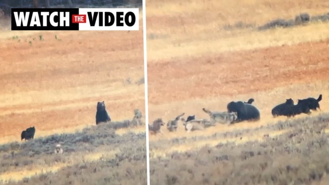 Yellowstone tourists react as wolves gang up on grizzly bear