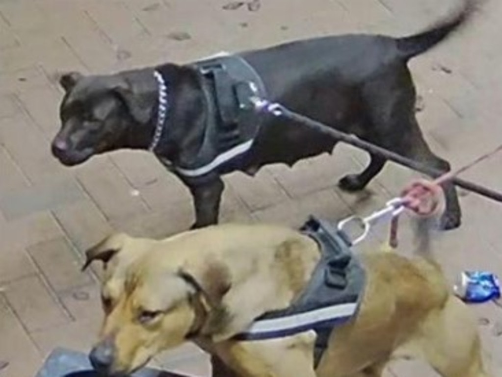 The altercation led to a man allegedly being attacked by two large dogs. Picture: 7 News