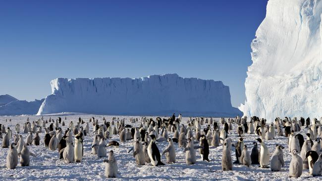 Emperor penguins at Auster Rookery© Chris Wilson/Australian Antarctic Division