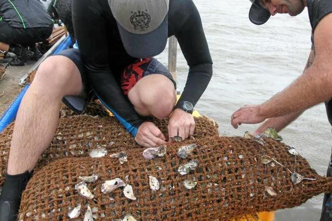 NEW HOPE: Preparing the new oyster reefs for the Noosa River trial. Picture: USC