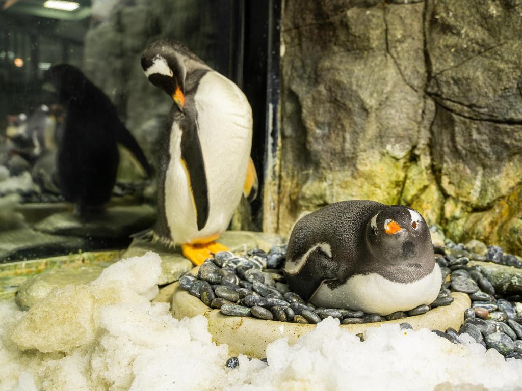 Same-sex penguins Sphen and Magic are celebrating their third anniversary at SEA LIFE Sydney Aquarium. Picture: Supplied via NCA NewsWire