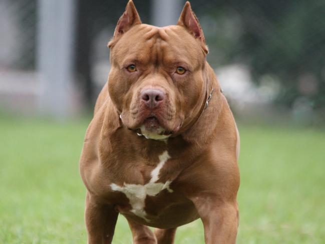 Police suspect that the dog was an XL Bully. Picture: iStock