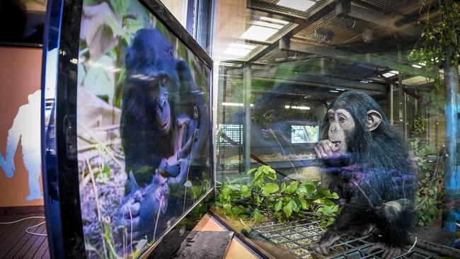 A chimpanzee watches a documentary at Monarto Zoo in South Australia. Picture: Roy Van Der Vegt