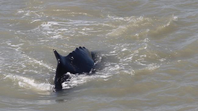 The humpback whale at East Alligator River. Picture: NT Government.