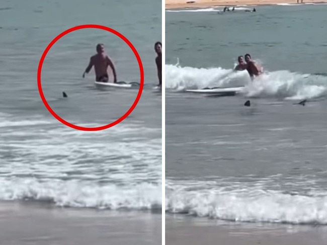 Man almost 'walks into' shark at popular Sydney beach. Picture: Instagram