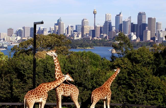 Taronga Zoo is famous for its city views.