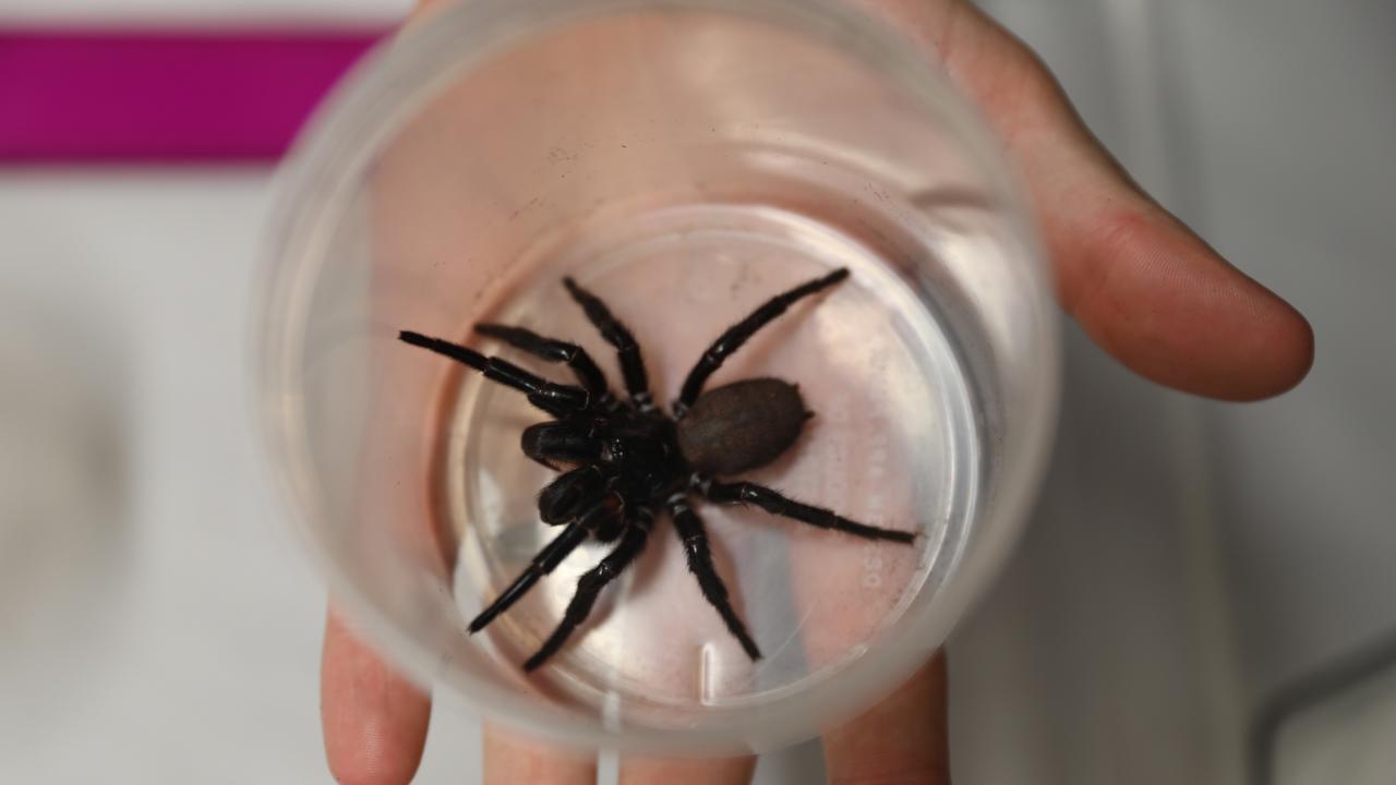 Any adult who spots a Sydney funnel-web spider is urged to capture it in a glass jar.