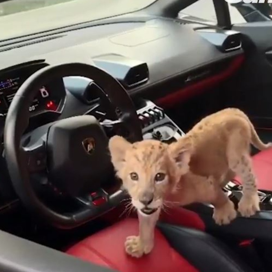 The lion cub can be seen walking over the red interior of the supercar. Picture: Instagram / naataliaitani