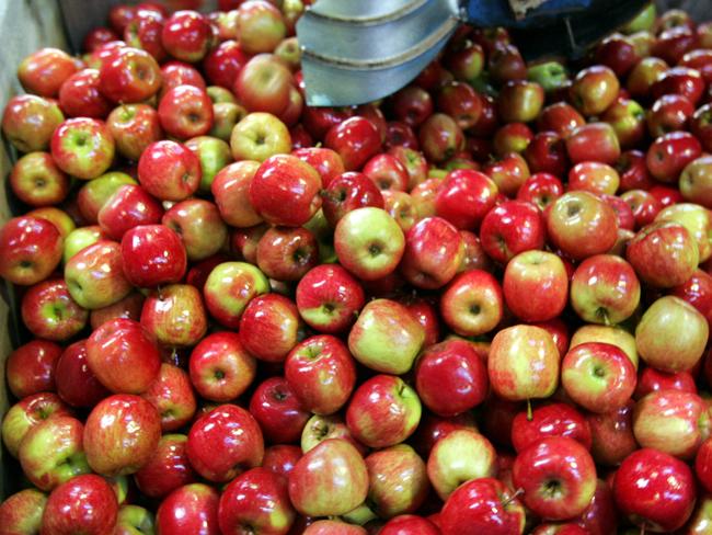 Huon Valley apple packing sheds to close, Driessen Bros at Castle Forbes Bay