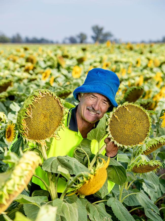 Summer cropping farmers welcome the run of hot weather. Ian Hamono is pictured at Kyabram South with his sunflowers. Picture: Zoe Phillips.